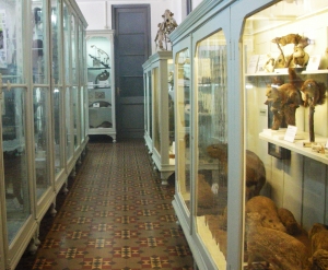 MUSEO DE HISTORIA NATURAL &ldquo;DR. CARLOS TORRES DE LA LLOSA&rdquo;